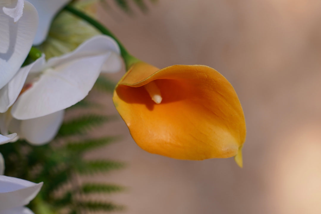 The Indoor garden