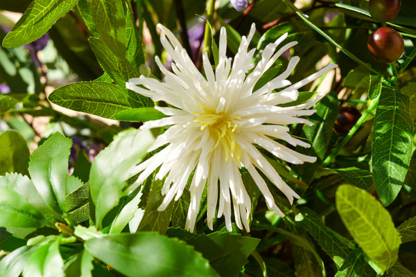 Seasonal Flowers